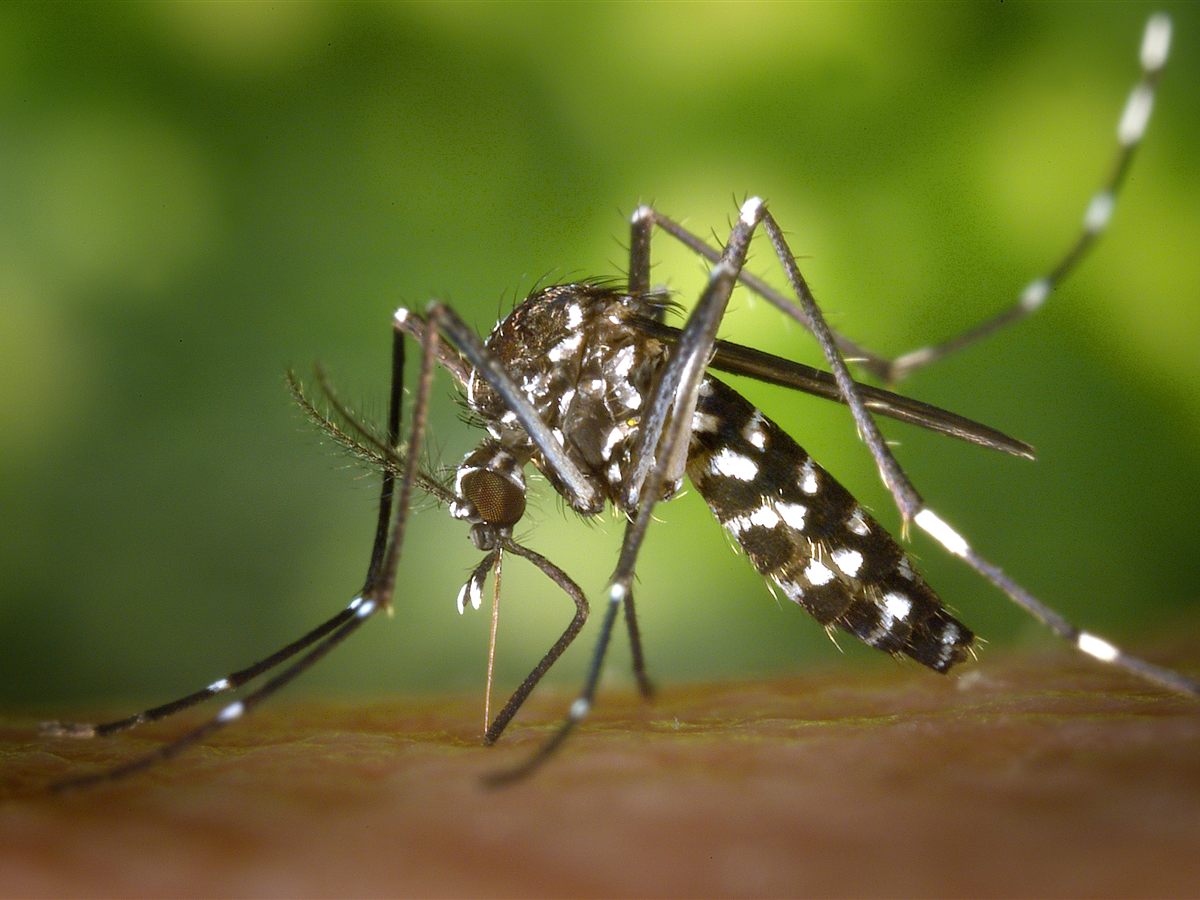Moustique tigre (Aedes albopictus) en gros plan